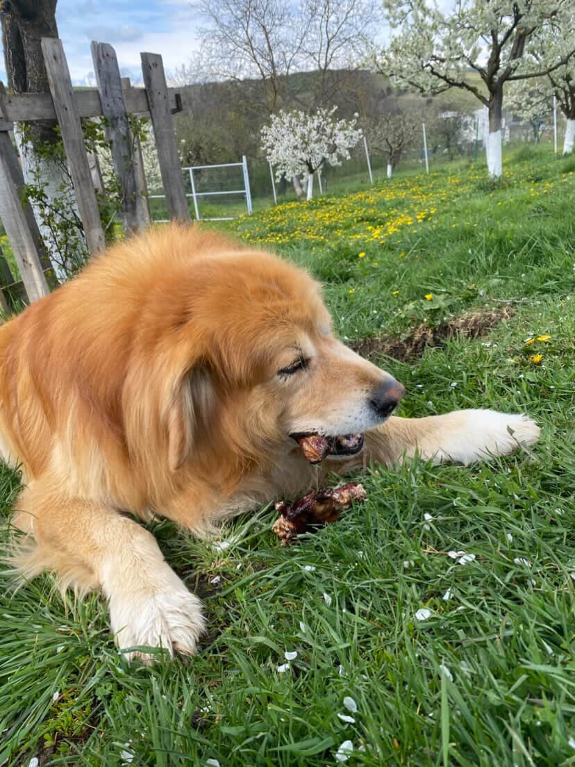 Cele mai bune recompense pentru câini: Iată de ce să alegi varianta naturală