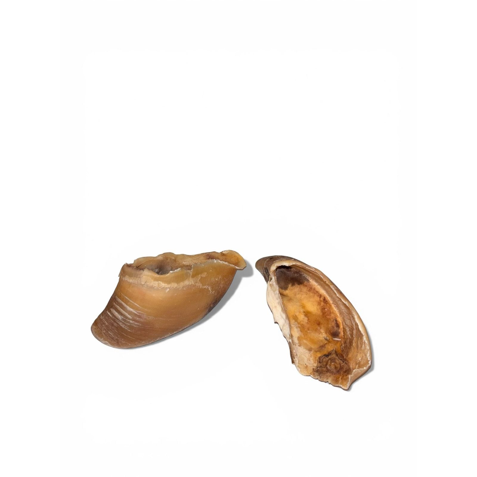 Copită de bovină - 1 buc